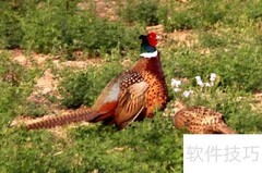 七彩山鸡高效养殖技巧