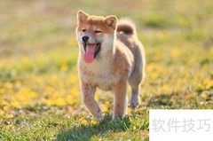 佳能5D3拍宠物技巧