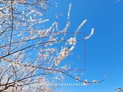 敢把2亿像素塞进折叠屏？OPPO Find N6影像实测来了