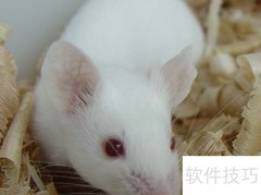 db/db小鼠特性解析