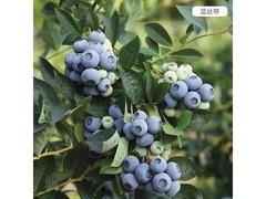 嫣蓝3年蓝莓苗3.18秒杀仅6.64元