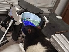 大鼠操控毁灭战士：工程师团队发布开源交互系统