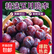 五月尝鲜！四川五月脆李半斤小果仅4.9元