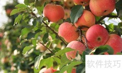 果树保险是什么？一文读懂