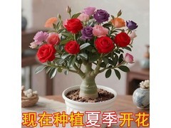 京东特惠！沙漠玫瑰盆栽低至11.9元