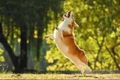 尼康Z9/D850专属福利来袭！「尽摄心动 典藏时光」活动，购机即赠专业存储卡