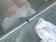夜蛾幼虫啃咬车体塑料致密集圆孔，栾树下停车风险高