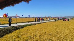 吉林大米丰收啦！京东京喜启动辉南新米预售 黑土地好米直达餐桌