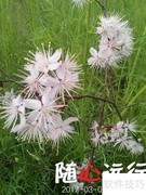 乡村旅游发展新策略