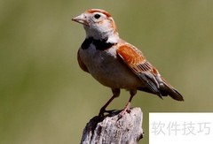 百灵鸟越冬适宜温度是多少