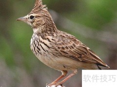 百灵鸟在枝头唱歌