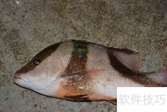 千年笛鲷识别技巧