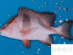 千年笛鲷识别技巧