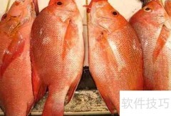 红笛鲷快速鉴别技巧