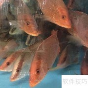 红笛鲷快速鉴别技巧