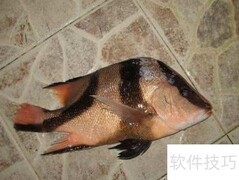 千年笛鲷识别技巧