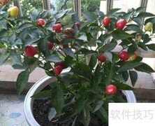 富贵籽冬季养护技巧