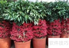 富贵籽冬季养护技巧