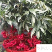 富贵籽冬季养护技巧