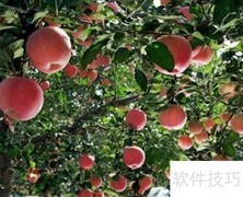 郊区果园高效经营模式