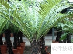 富贵蕨养护全攻略