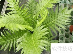 富贵蕨养护全攻略