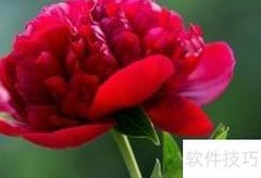 富贵红养护全攻略