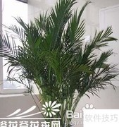 富贵椰子养护全攻略