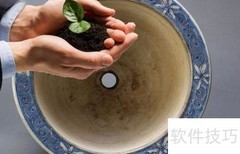 富贵树施肥技巧