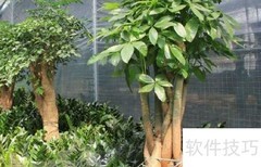 富贵树施肥技巧