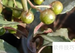 富贵籽结果秘诀