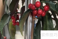 富贵籽结果秘诀