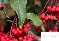 富贵籽结果秘诀