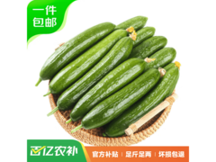 京鲜生山东荷兰水果黄瓜3斤装，仅35元速抢！