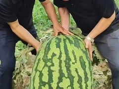 百斤京欣八号西瓜一元起拍，617元成交引热议