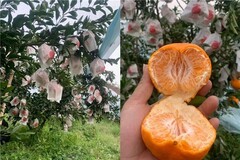 冬日“甜蜜炸弹”来袭！京东生鲜“包园”耙耙柑12月20日源头直发