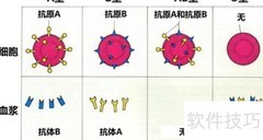 A阴性血型是什么？一文读懂