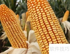 良玉99与登海良玉99区别解析
