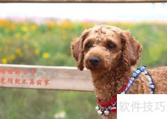狗狗营养膏的五大功效