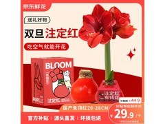 圣诞朱顶红蜡球26-28cm