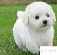 宠物美容学校哪里收费低