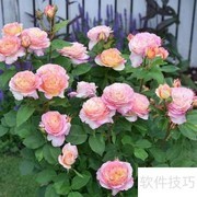 马克夏加尔养护全攻略