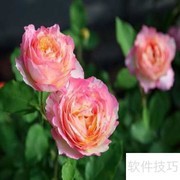 马克夏加尔养护全攻略