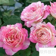 马克夏加尔养护全攻略