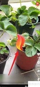 抖音火山版送火苗方法