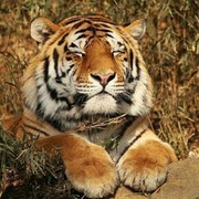 放置江湖：一拖三为何如此省心？