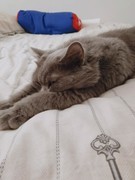 五行师：最新封神大阵攻略