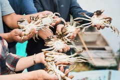 阳澄湖大闸蟹9月28日开捕！京东生鲜"六证"严选+驻场品控，正宗好蟹放心吃