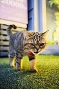 万元微单怎么选？尼康三款Z系机型进阶指南