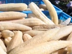 中国丝瓜瓤出海爆火：天然环保清洁神器席卷欧美市场